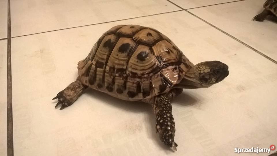 sprzedam żółwia greckiego Łódź