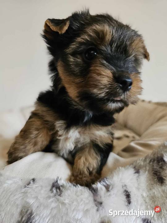Yorkshire Terrier Samiec z Chipem Wyprawka York Częstochowa