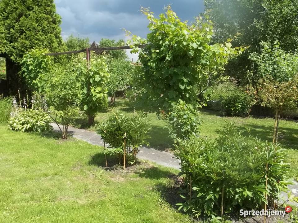 Ładna działka ROD Jeziorem Szczecin