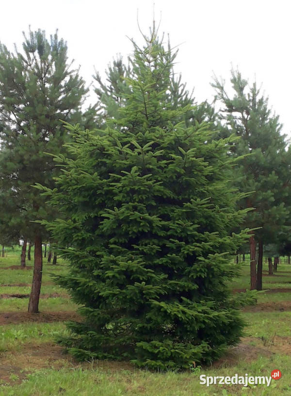 JODŁA POSPOLITA Abies alba NASIONA 2000 sztuk Nasiona Lubanie