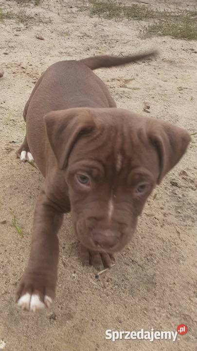 Szczeniaki PITBULL Miszewo B