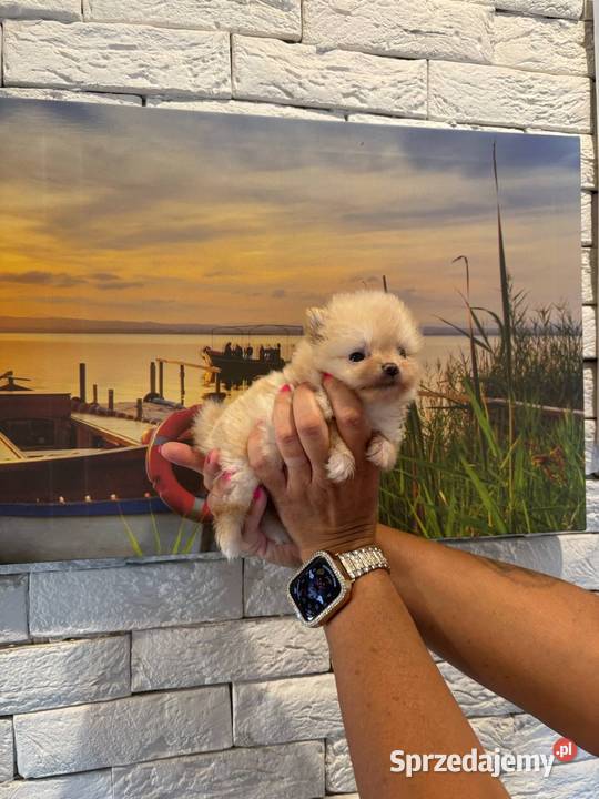 Szpic miniaturowy pomeranian dziewczynka Poniszowice