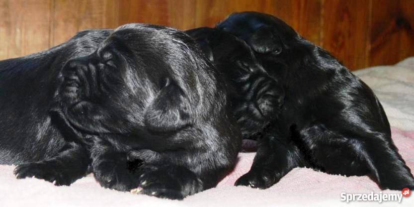 SZCZENIĘTA Sznaucer Olbrzym Żychlin