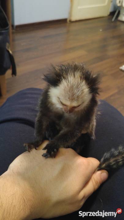 Marmozeta Geoffroy młode