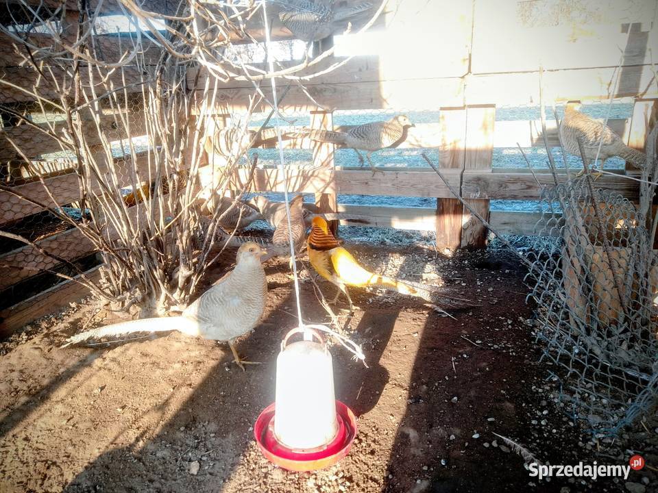 Jaja lęgowe barzantów bananowych Kock