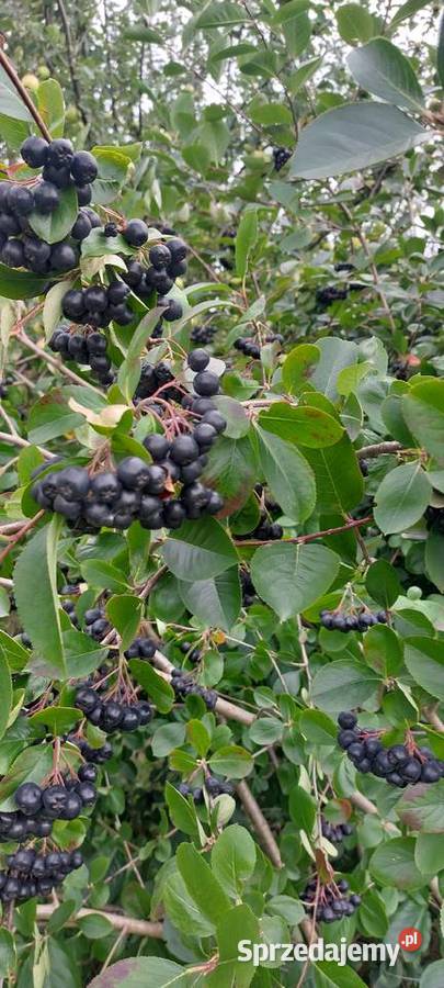 Aronia ekologiczna sprzedam
