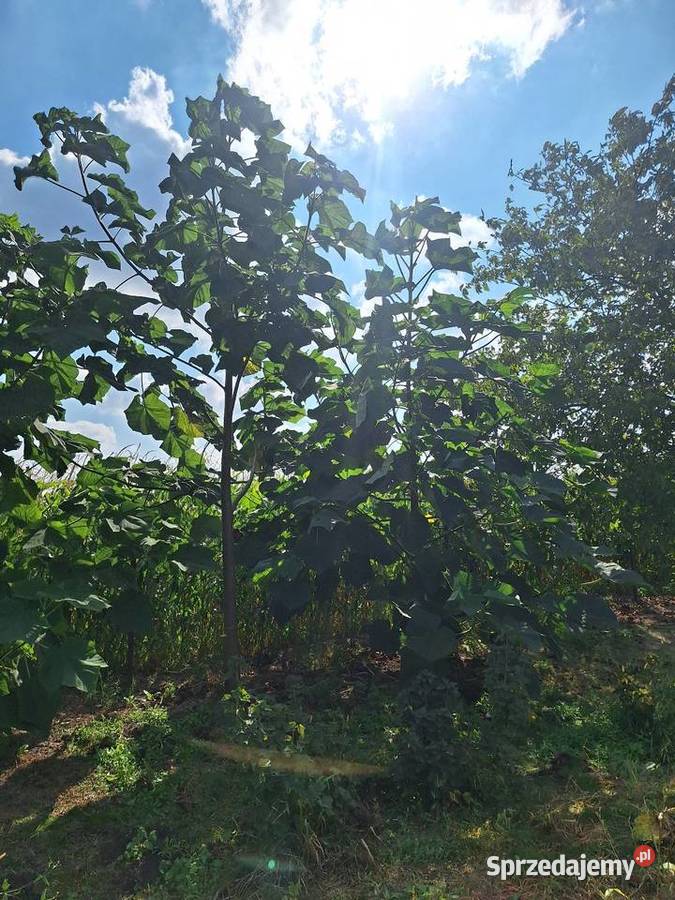 Paulownia Shan Tong w doniczkach p9 I korzeń Dorohucza sprzedam