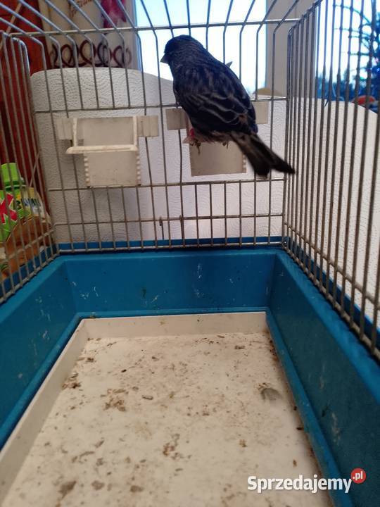 Kanarek czarny sprzedam