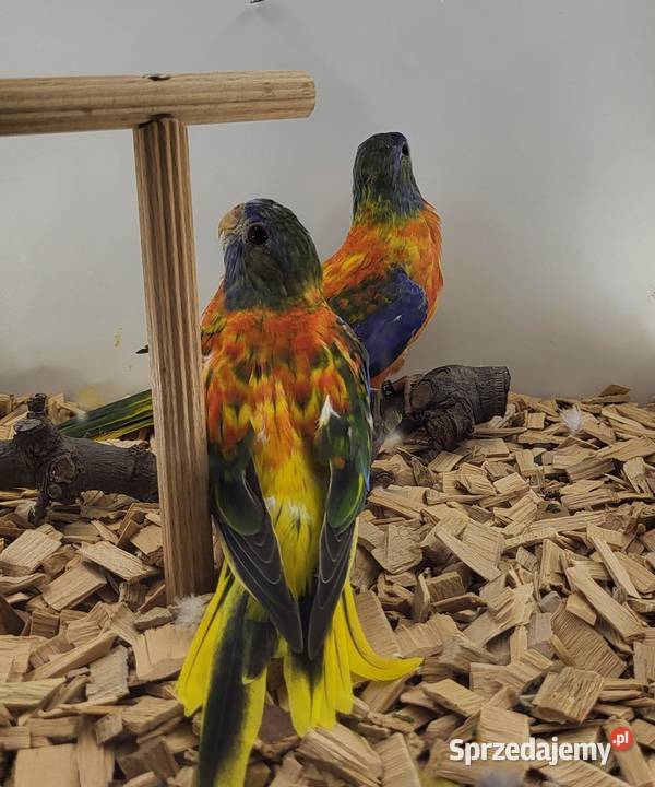 łąkówki wspaniałe Teresin