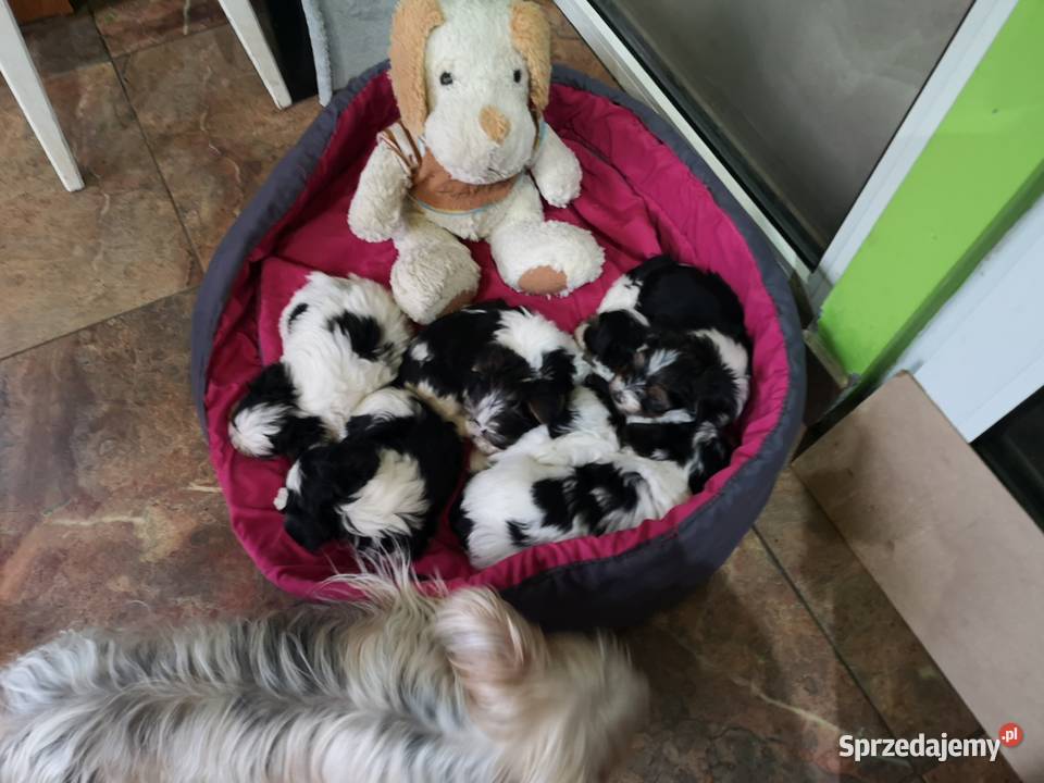 Yorki Terriery Biwerki tricolor Zator