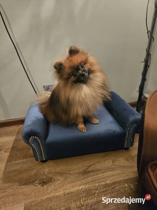 Legowisko psa 100 kolorów Warszawa