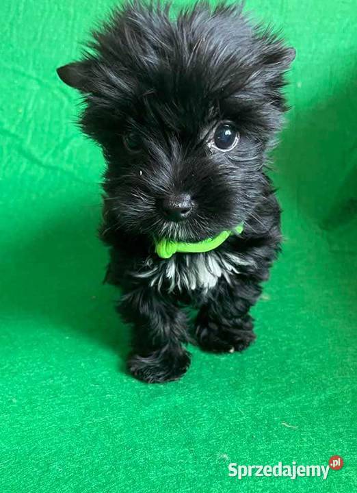 York Yorkshire terrier mini czarny xxs Aleksandrów Łódzki