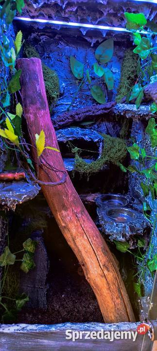 Gekon wyposażone terrarium Zamość