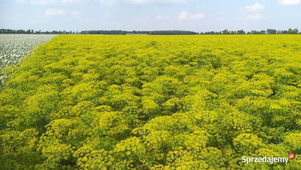 Nasiona kopru koper Produkcja 2023 Gowarzewo