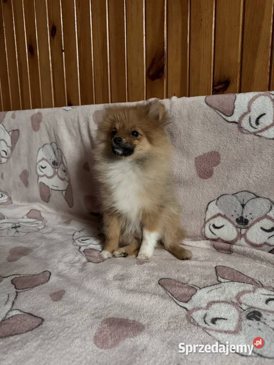 Szpic miniaturowy pomeranian komplet szczepień śląskie