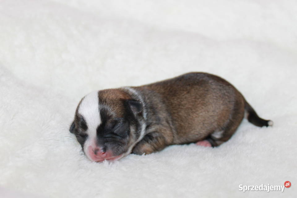 Chihuahua samiec ZKwP FCI Prawdziwy rodowód Świnoujście