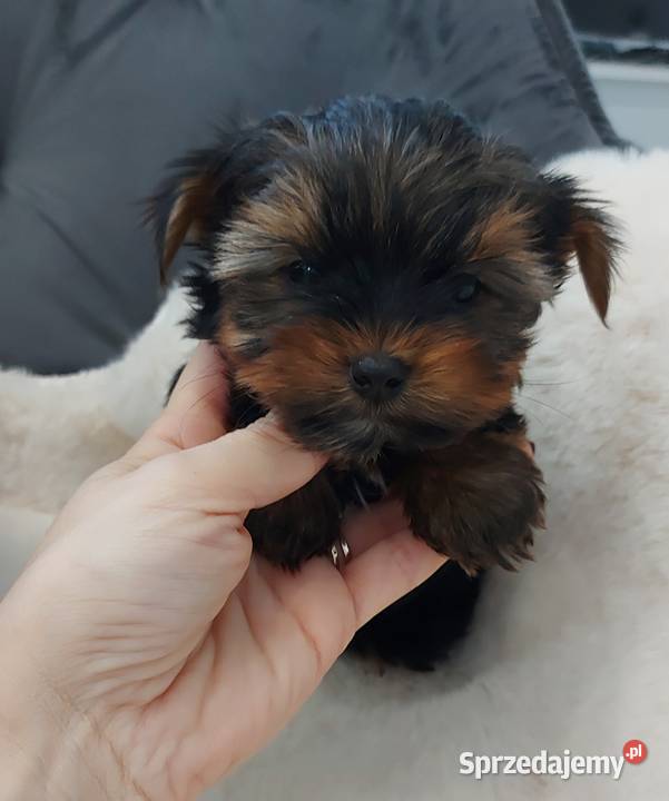Piękny piesek yorkshire terrier Brzeg Dolny