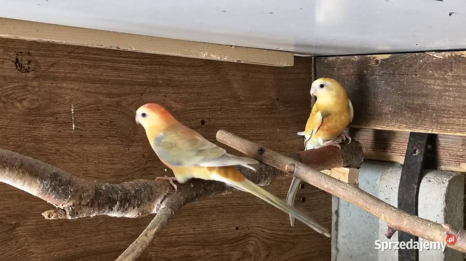 Papugi świergoty pary