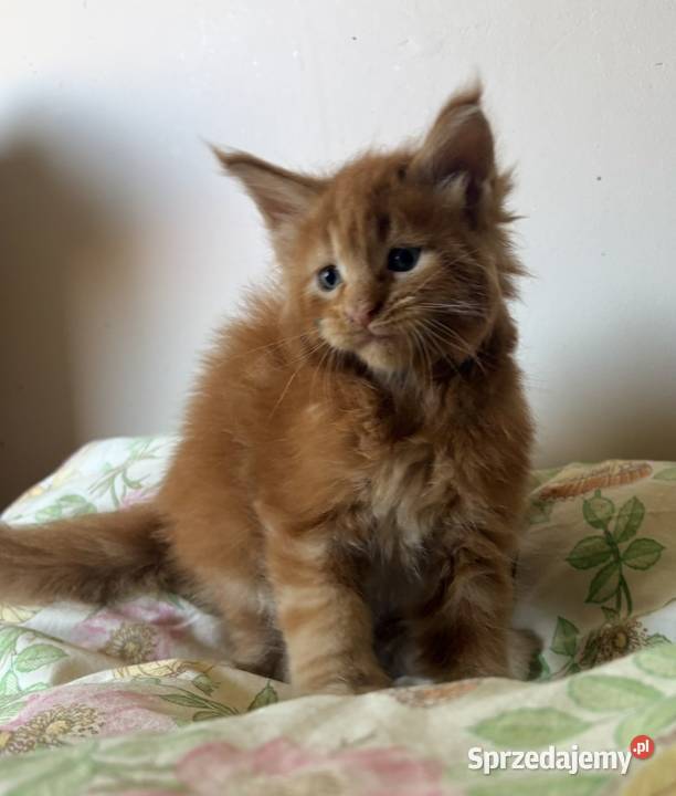 Maine Coon Kocięta importach dolnośląskie Wińsko