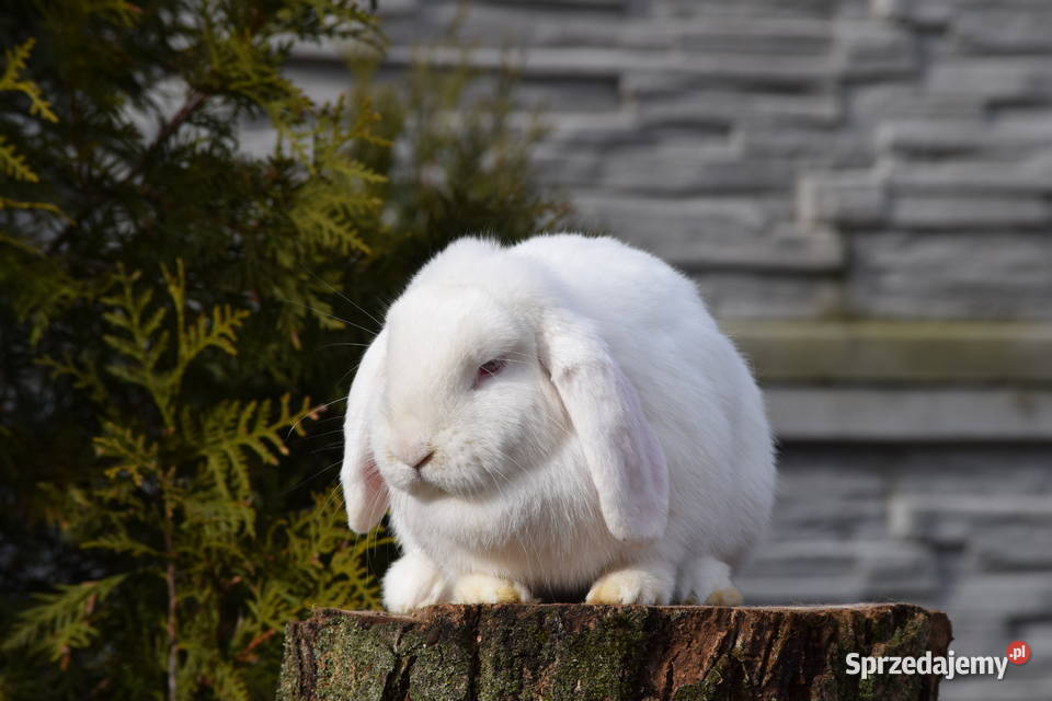 Króliczek Mini lop samiczka hodowla Łochów