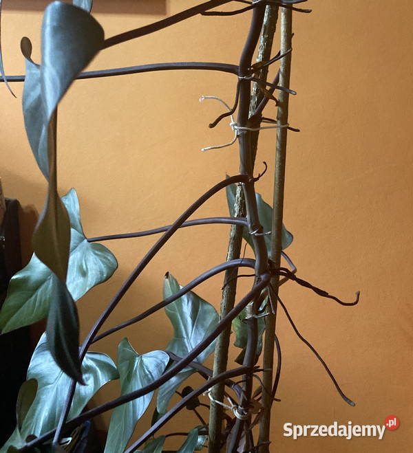 Piękny filodendron Philodendron King of Spades Kraków