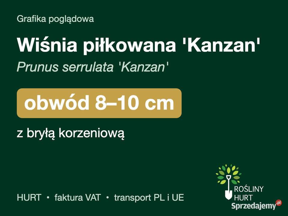 Wiśnia piłkowana Kanzan obwód 810 z bryłą HURT wielkopolskie sprzedam