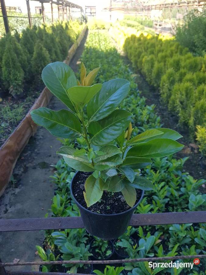 Laurowiśnia wschodnia na żywopłot w doniczkach Proszowice