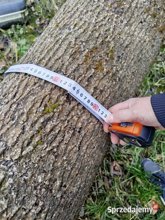 Sprzedam Drzewo Jesion podkarpackie Lubaczów sprzedam