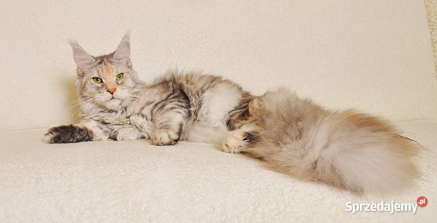 Przepiękna dorosła koteczka Maine Coon LEGALNA Białystok sprzedam