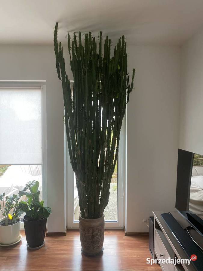 Ogromny i imponujący wilczomlecz do dużego zachodniopomorskie