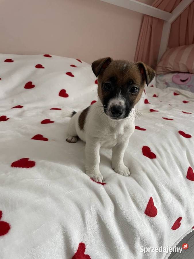 Jack Russell Terrier piesek Częstochowa