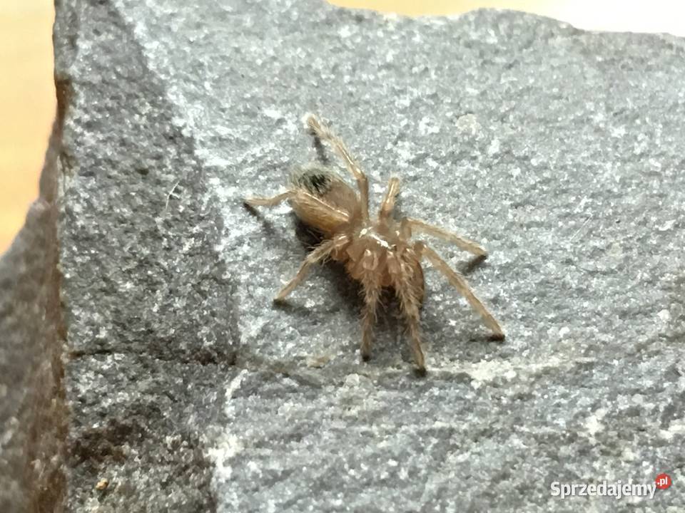 Ptasznik Lasiodora parahybana L4 Tarnów