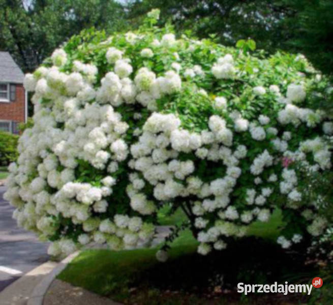 HORTENSJA GRANDIFLORA sadzonki w doniczkach Ustronie sprzedam