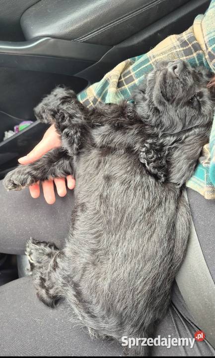 Suczkq cocker spaniel małopolskie Nowy Sącz