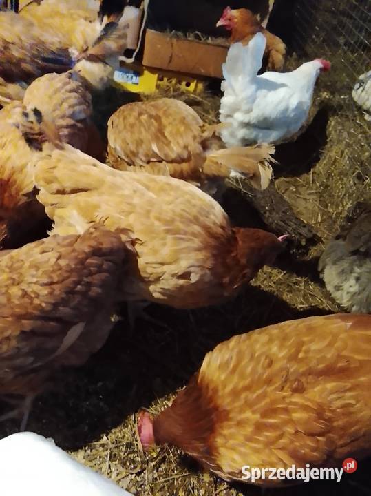 Kury nioski sprzedam Lubiszyn