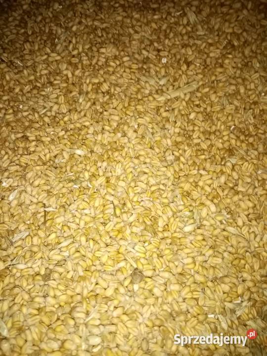 Pszenica sfera Chmielnik