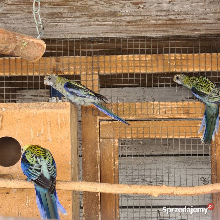 Rozelle królewskie wielkopolskie Szymanowice