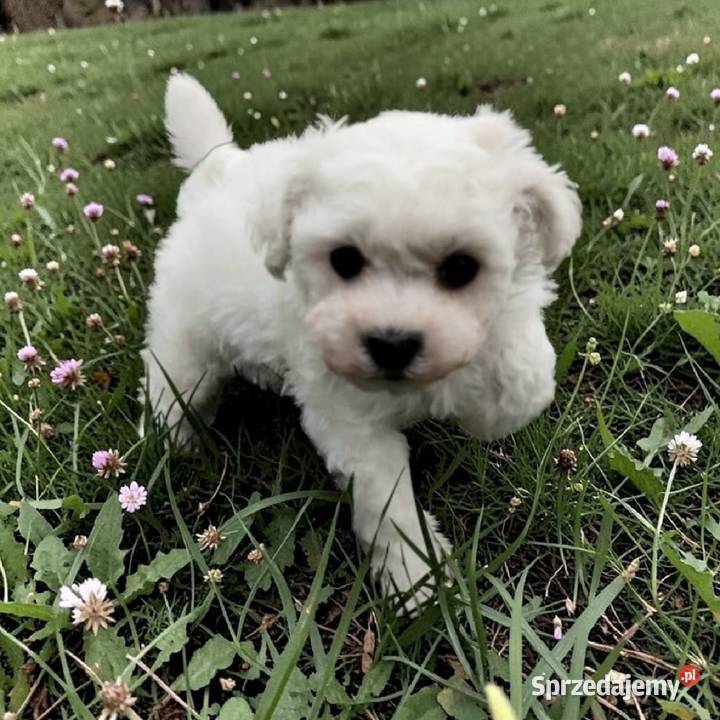 Bichon frise Fci Toszek