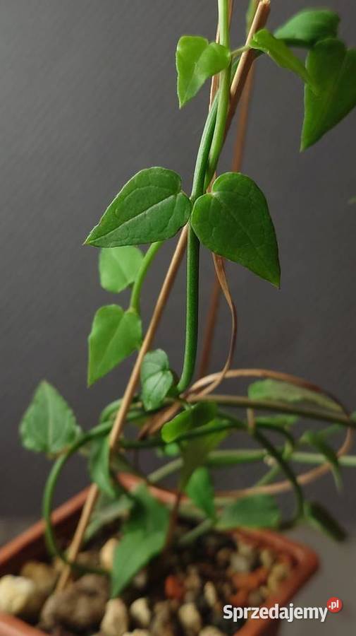 Ceropegia ciekawa odmiana roślina z kolekcji Warszawa sprzedam