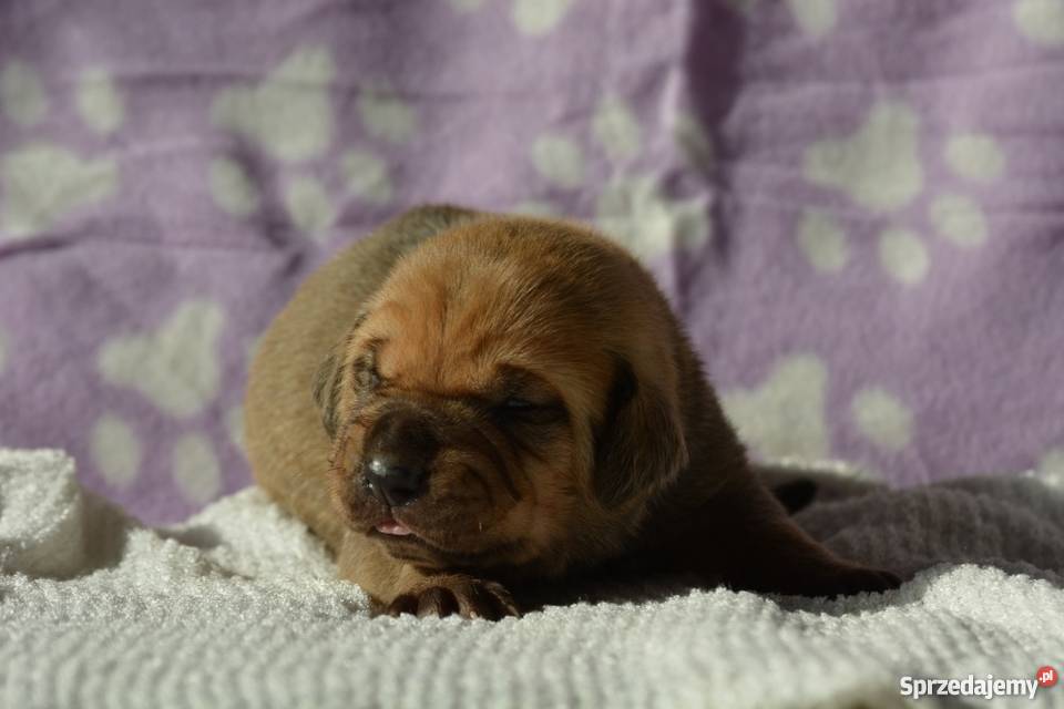 Tosa Inu szczenięta FCI Boboszów sprzedam