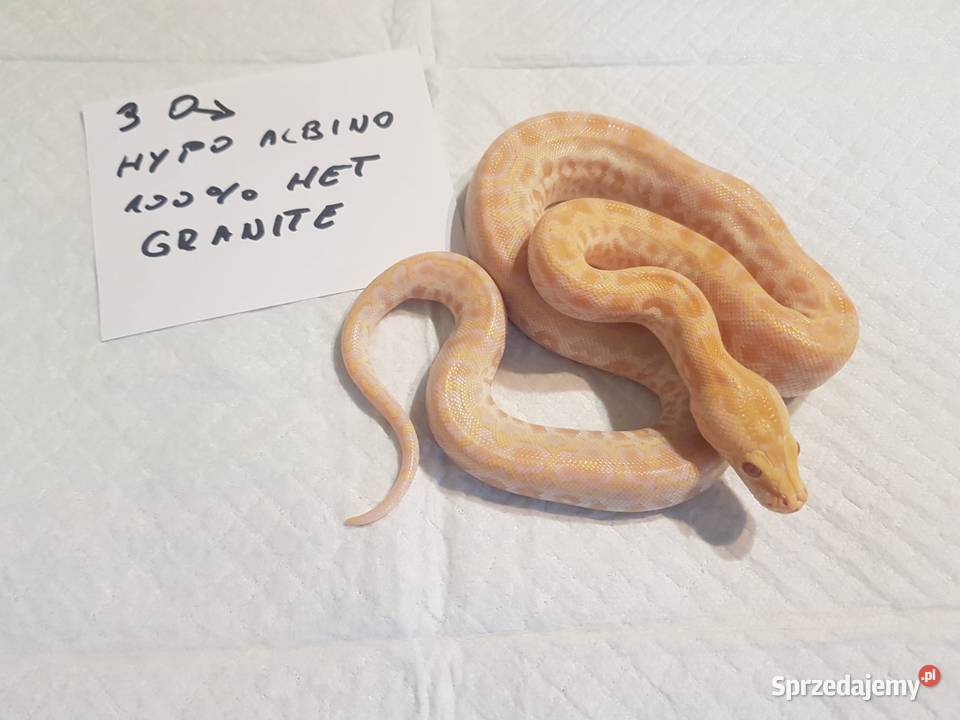 Pyton birmański bivittatus tygrysi Piekary Śląskie