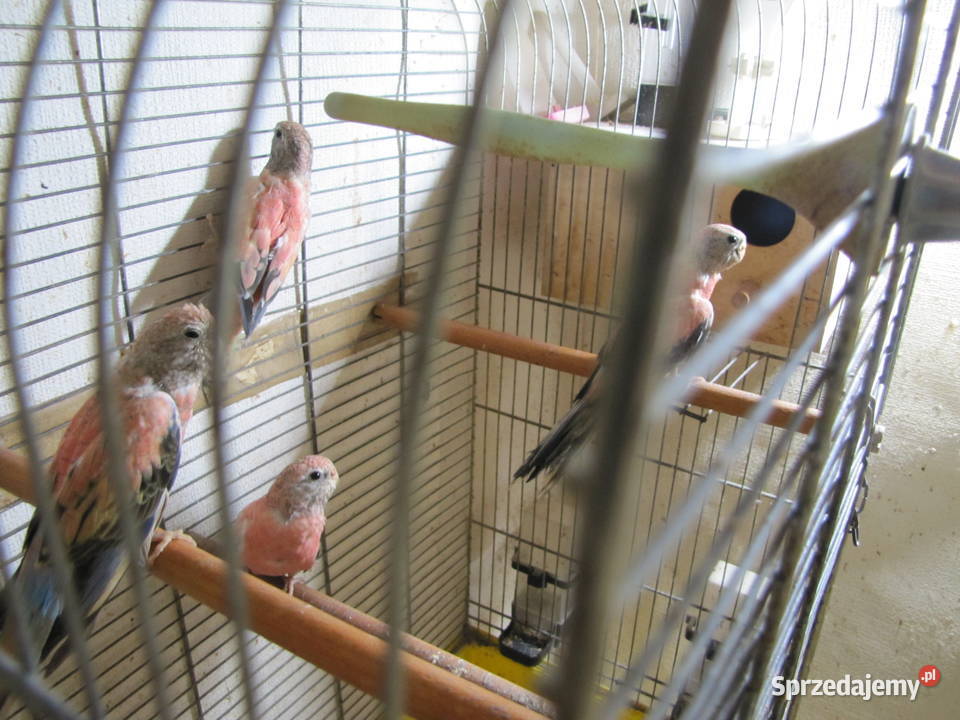 Lilianki Ptaki Ptaki kujawsko-pomorskie