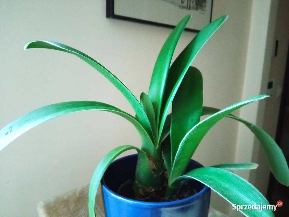 Kwiaty domowe Zielone Białystok sprzedam