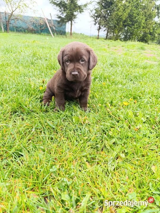 Pieski i suczki czarne Labradory Retriever Tarnów
