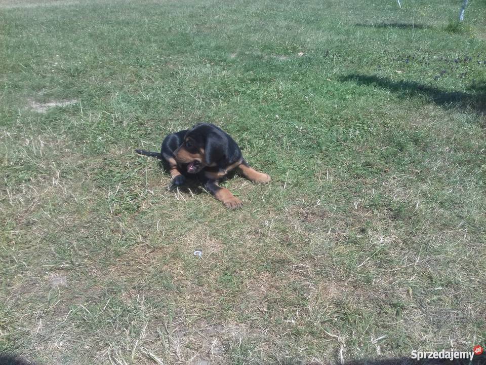 Oddam szczenięta gończy polski małopolskie Dąbrowa Tarnowska