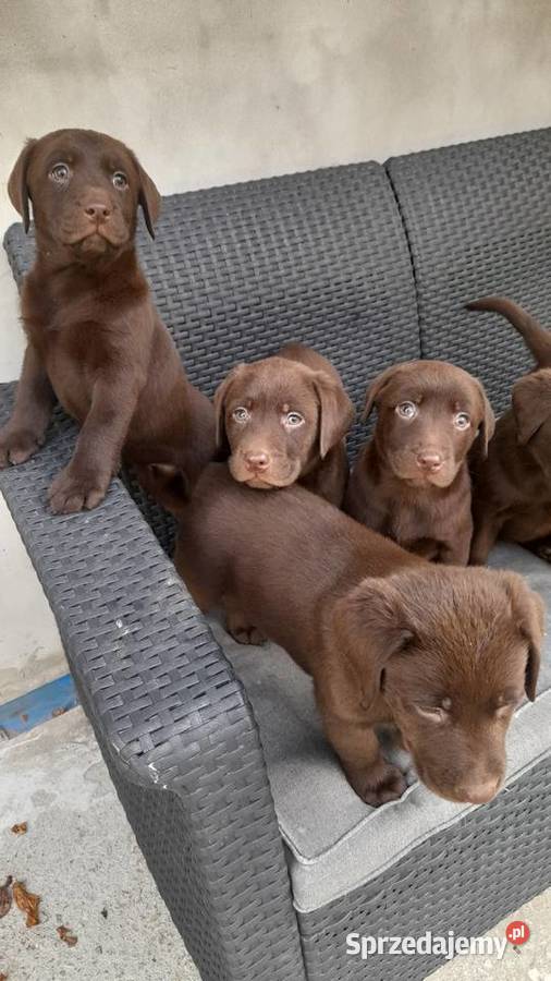 sprzedam szczeniaki labrador retriver Tokarnia sprzedam