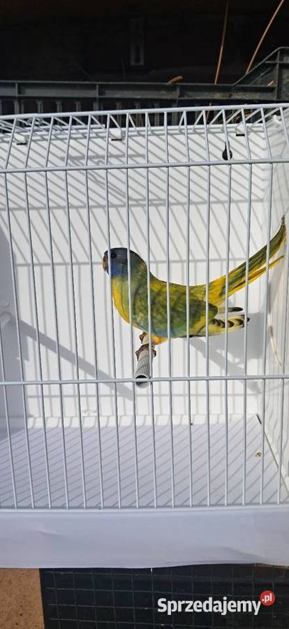 Łąkówka wspaniała samiec Proszowice sprzedam