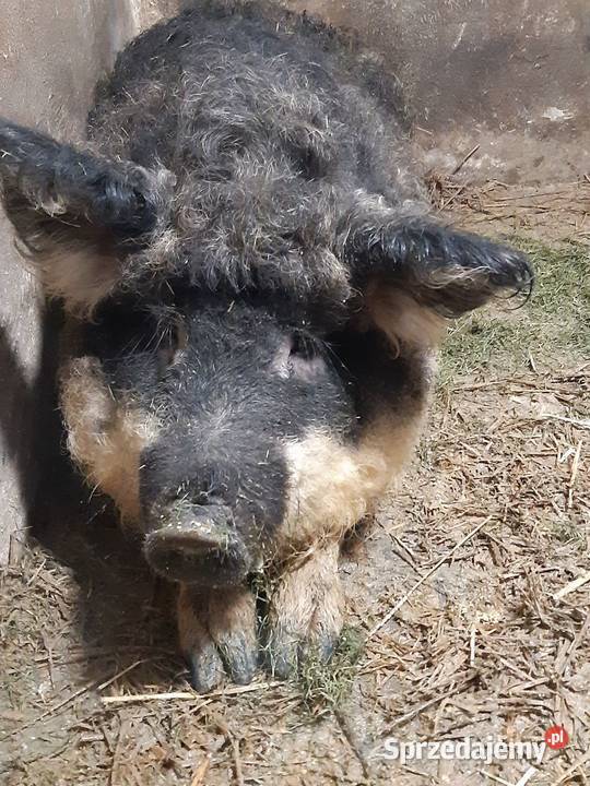 sprzedam świnię mangalice jaskółczą Hodowla trzody Rybnik