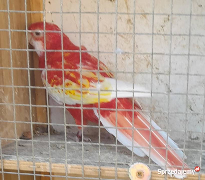 Rozella bialolica rubino samica lęgowa Wadowice