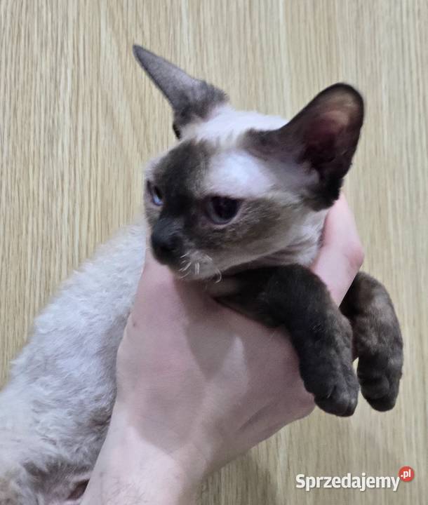 Kochane kotki Devon Rex Tuszyn